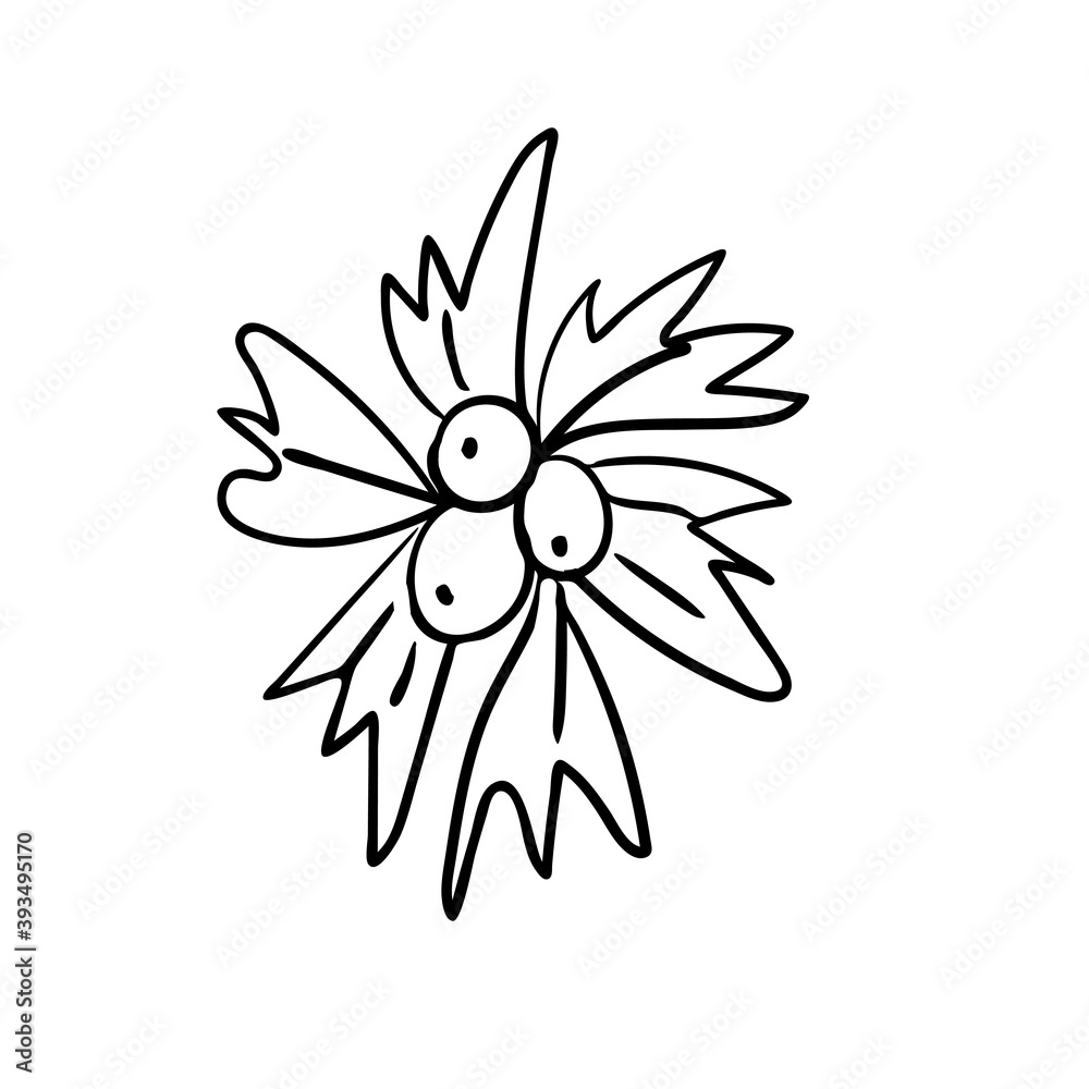 Poinsettia flower in black line. Hand drawn Christmas collection of traditional plants.