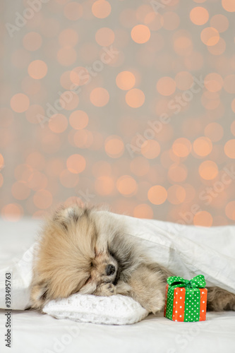 Pomeranian spitz puppy sleeps with gift box under white warm blanket on a bed at home. Empty space for text © Ermolaev Alexandr