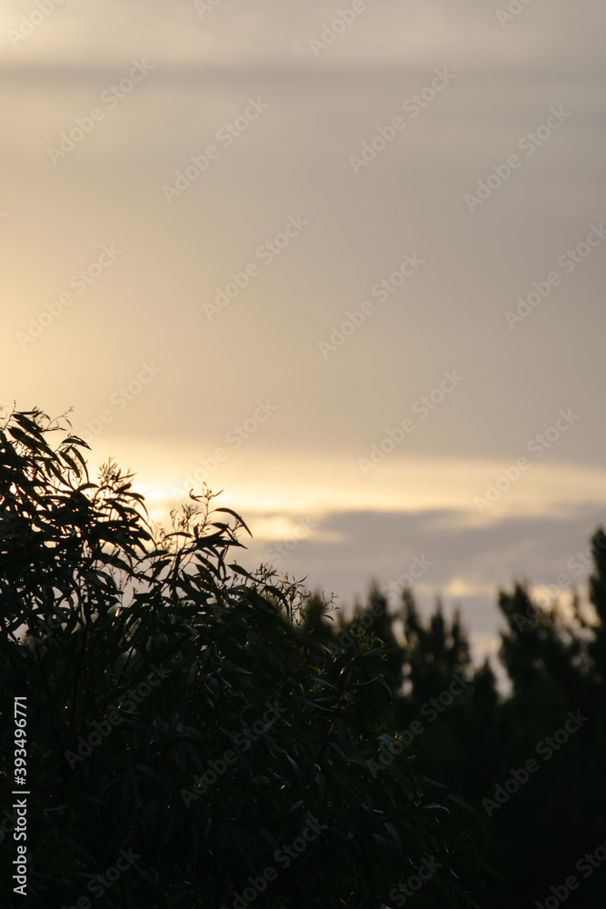 sunset with silhouette of trees and leaves 