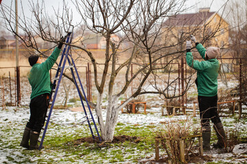 gardening team, cute caucasian female gardeners pruning apple tree branches with hedge trimmer and pruning shears, concept winter spring tree pruning and winter garden care