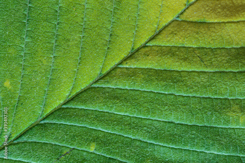 Macrophotography of autumn leaf fiber surface.