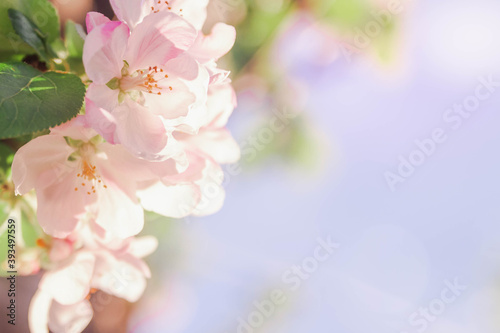Fotografie Beautiful Apple blossoms