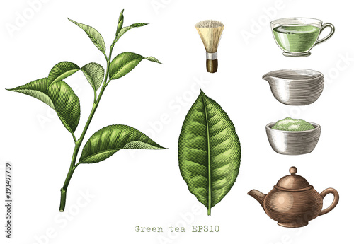 Green tea collection hand drawing engraving style clipart isolated on white background