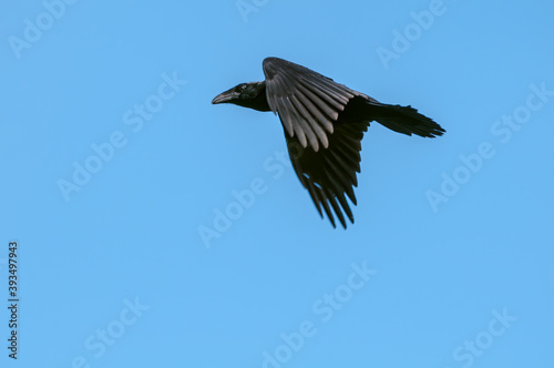 Raven (Corvus corax) at Chowiet Island, Semidi Islands, Alaska, USA © Nick Taurus