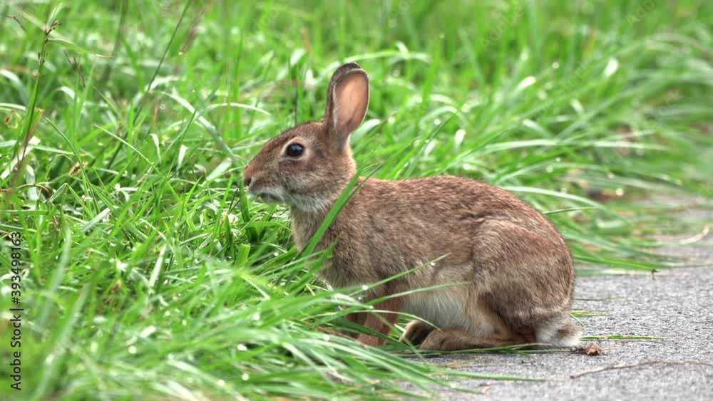 A cotton tail rabbit sitting on a path and eating blades of grass. A cotton tail rabbit sitting on a path and eating blades of grass.