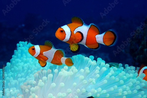 Clown fishes