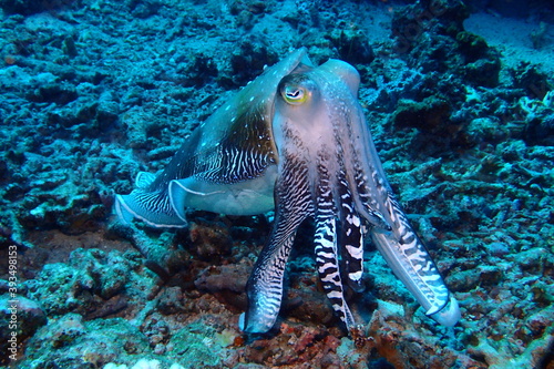 Pharaoh cuttlefish photo