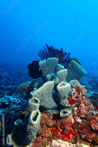 Sponge tube corals
