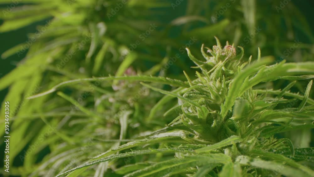 Blooming Flower on a green Plant during the Growing season Blooming Flower on a green Plant during the Growing season