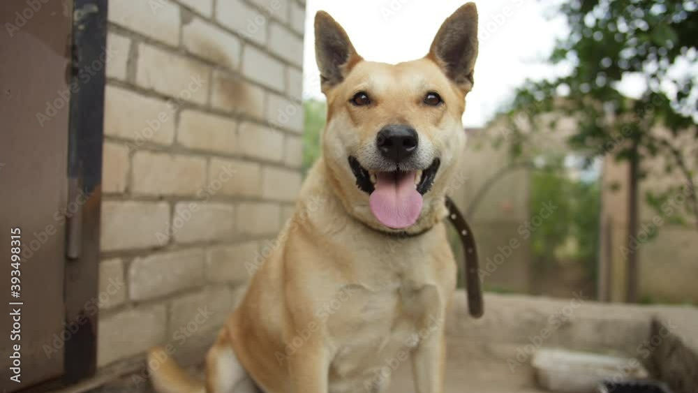 portrait of country golden dog on a chain close-up outdoors portrait of country golden dog on a chain close-up outdoors