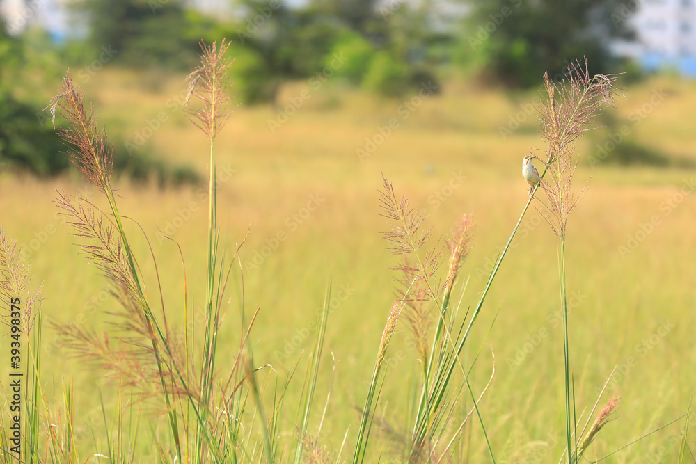 wheat field in summer