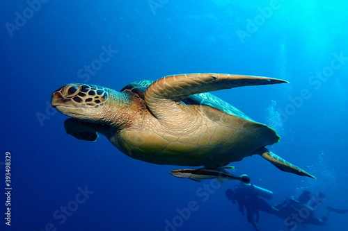 Green turtle swimming