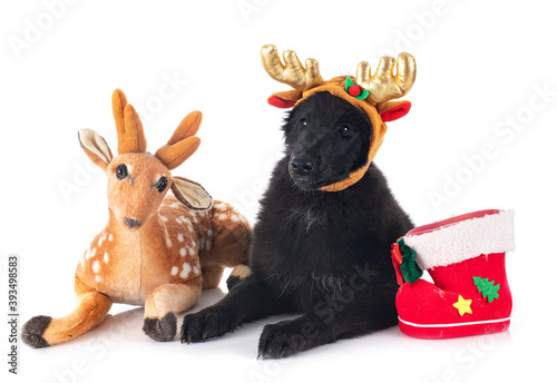 ppuppy Groenendael dog photo