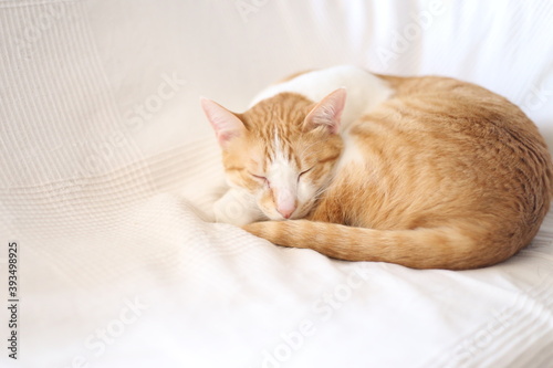 寝てる猫