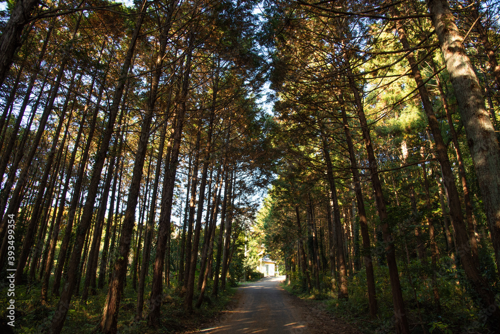 Fototapeta premium 山道