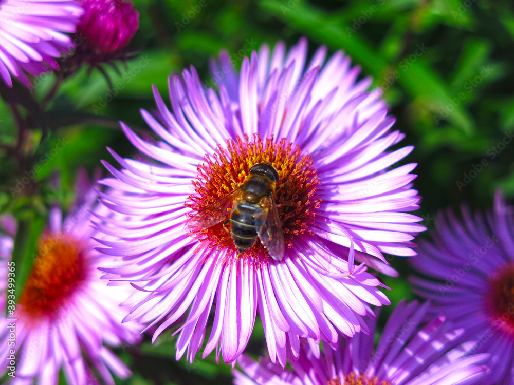 soft purple autumn daisies bloom before the first snow, they are sitting on a bee soft purple autumn daisies bloom before the first snow, they are sitting on a bee