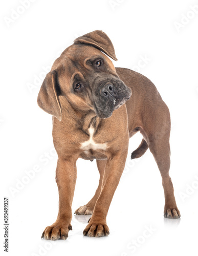 cane corso in studio