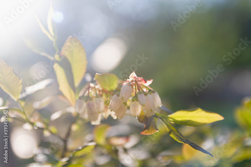 White blueberry flowers in the form of small bells on the Bush in spring.
