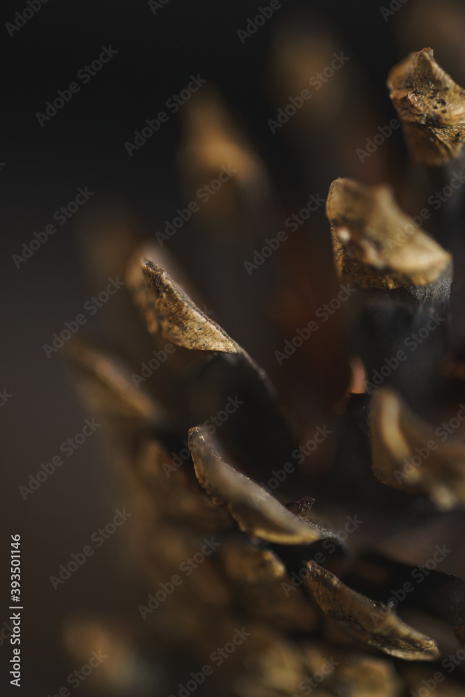 Obraz premium Spruce pine cone on a black background. Minimalism.