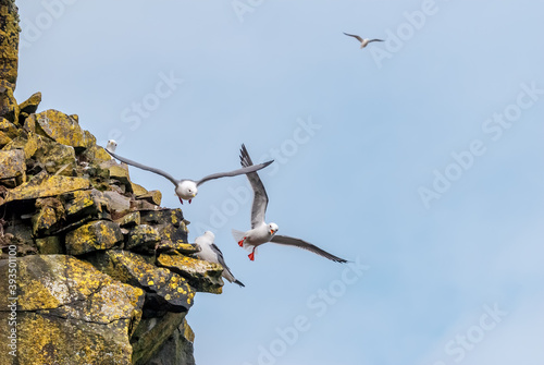 Red-legged Kittiwakes (Rissa brevirostris) at colony in St. George Island, Pribilof Islands, Alaska, USA photo