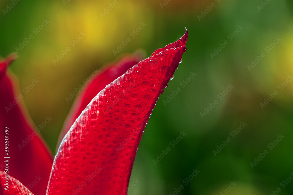 Red tulip with water drops, closer Red tulip with water drops, closer