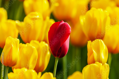 red tulip among yellow tulips