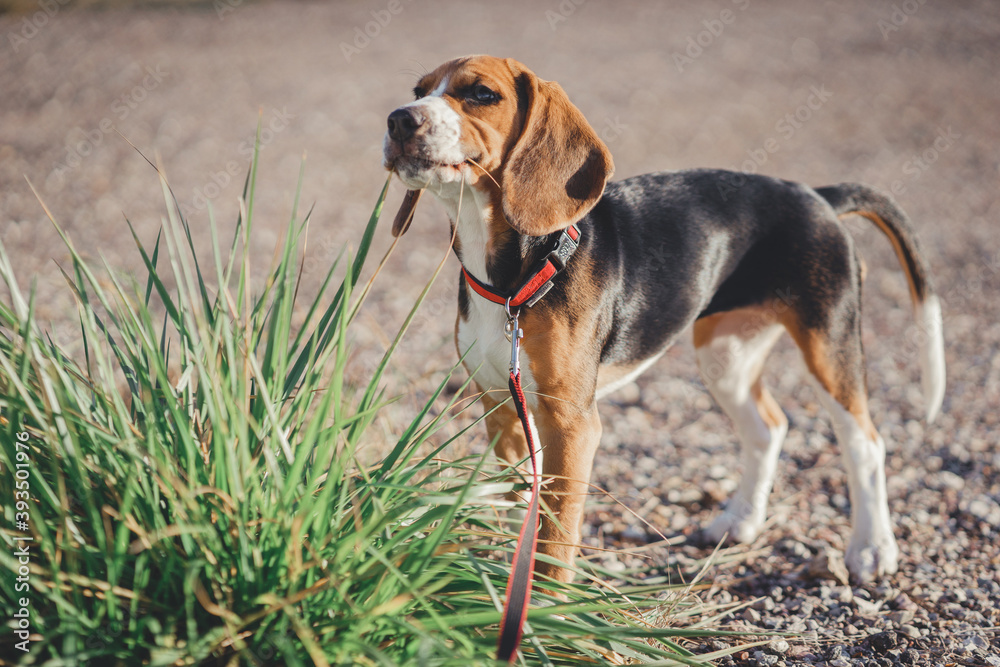 Beautiful thoroughbred beagle puppy for a walk. Autumn walk with your pet.