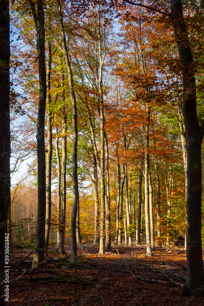 Forest view in autumn colors
