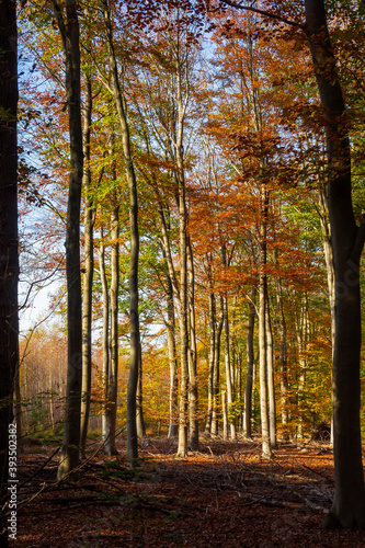 Forest view in autumn colors 