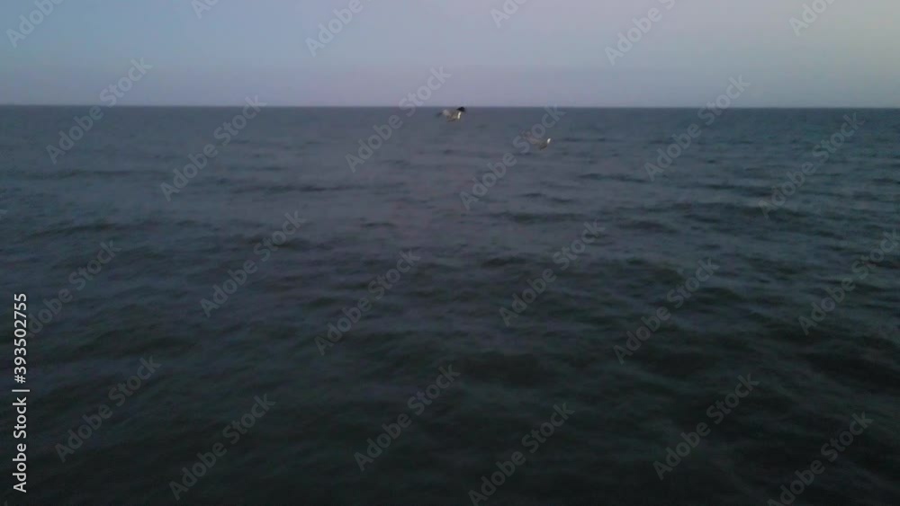 Drone shot following birds closely while one bird dives into water and makes a splash. Drone shot following birds closely while one bird dives into water and makes a splash.