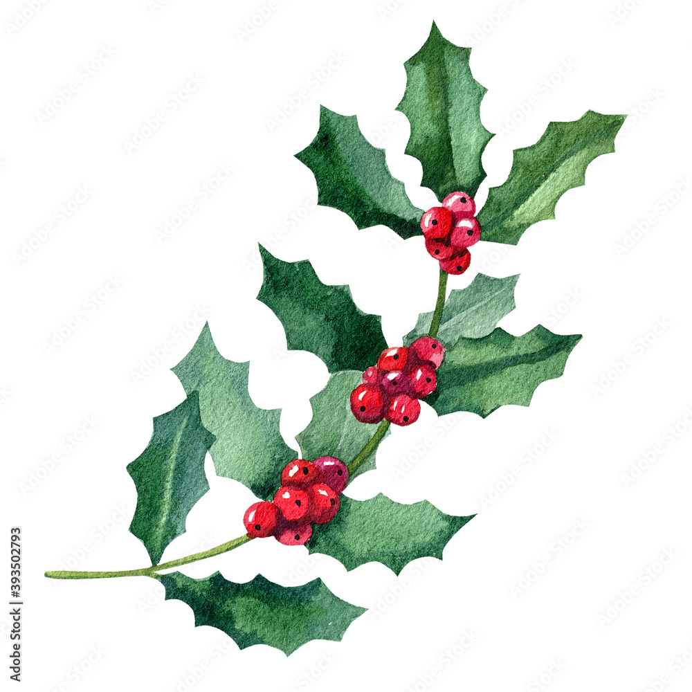 Watercolor holly branch with berries isolated on white background. Christmas holly, element for your design. Perfect for textiles, wallpapers, scapbooks, fabrics. Watercolor holly branch with berries isolated on white background. Christmas holly, element for your design. Perfect for textiles, wallpapers, scapbooks, fabrics.