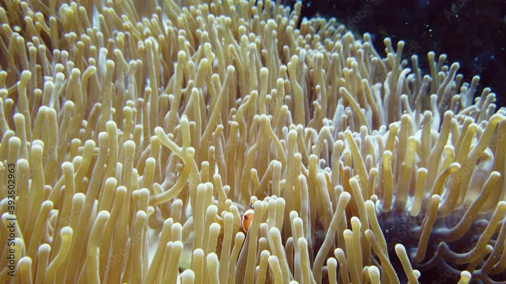 Sea anemone and clown fish on the coral reef, tropical fishes. Underwater world diving and snorkeling on coral reef. Hard and soft corals underwater landscape Sea anemone and clown fish on the coral reef, tropical fishes. Underwater world diving and snorkeling on coral reef. Hard and soft corals underwater landscape