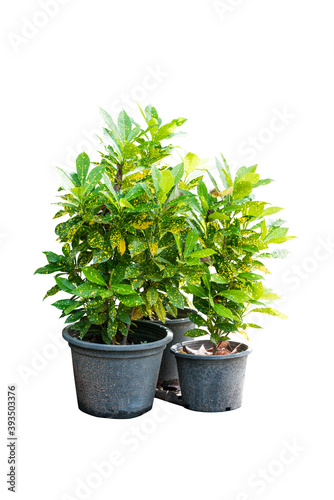 green plant in pot isolated include clipping path on white background