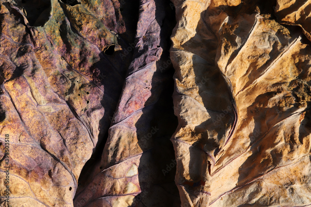 Fototapeta premium Yellowed leaves in autumn. Abstract nature background texture.