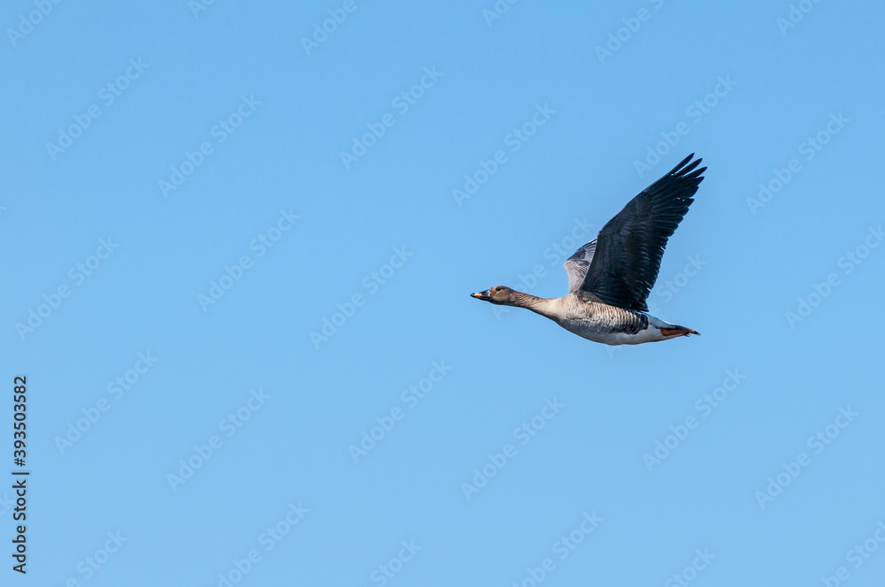 Bean Goose (Anser fabalis) gosling in Barents Sea coastal area, Russia Bean Goose (Anser fabalis) gosling in Barents Sea coastal area, Russia