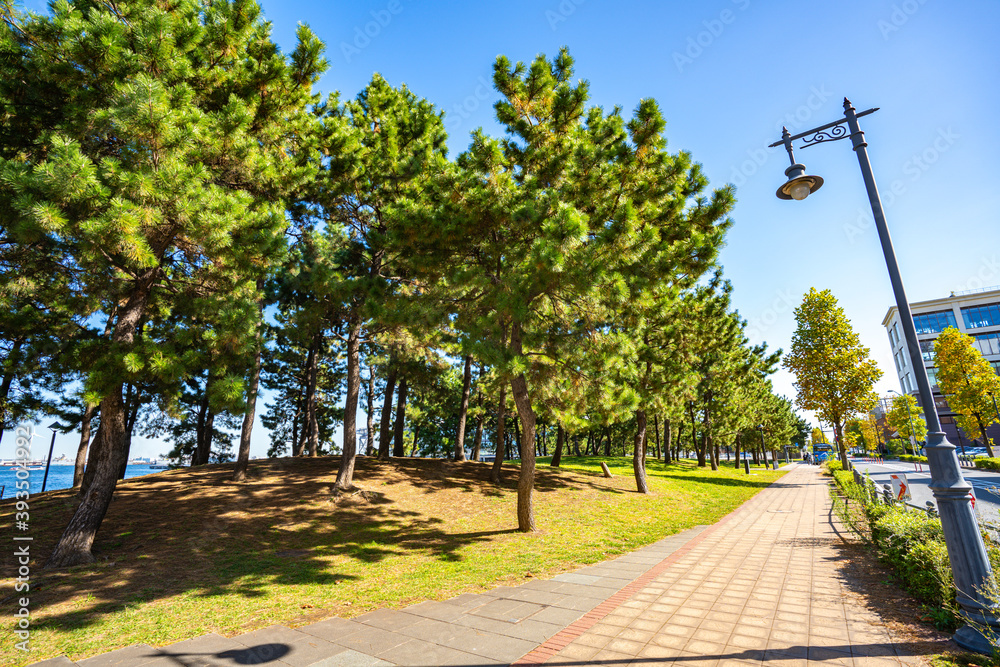 Fototapeta premium 横浜・松の木