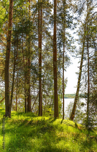 Fototapeta Naklejka Na Ścianę i Meble -  beautiful pine forest on the high bank of the Volga River