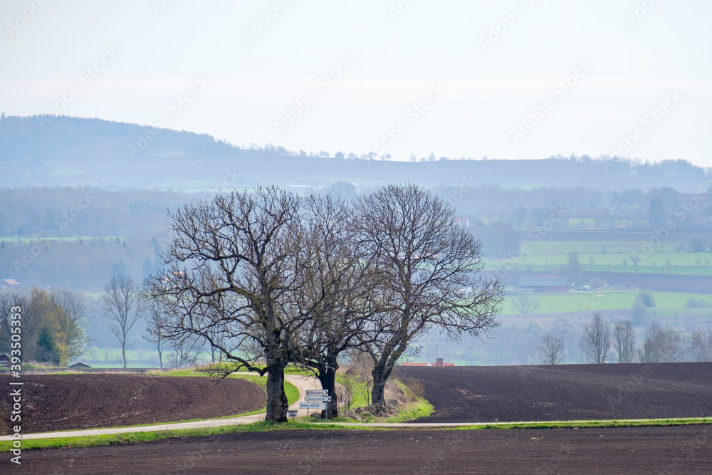 Big leafless trees at a crossroads in the country Big leafless trees at a crossroads in the country