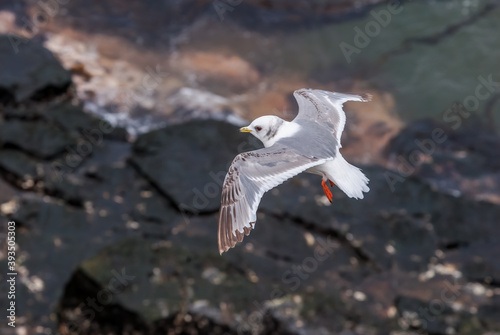 Immature Red-legged Kittiwake (Rissa brevirostris) at St. George Island, Pribilof Islands, Alaska, USA photo