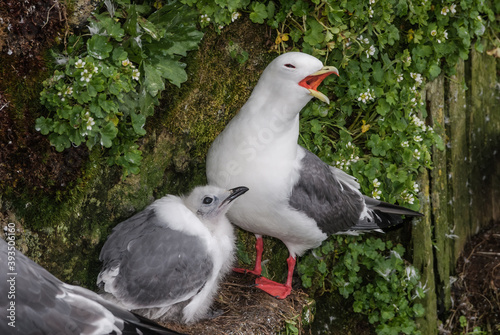 Red-legged Kittiwake (Rissa brevirostris) with chick at colony in St. George Island, Pribilof Islands, Alaska, USA photo