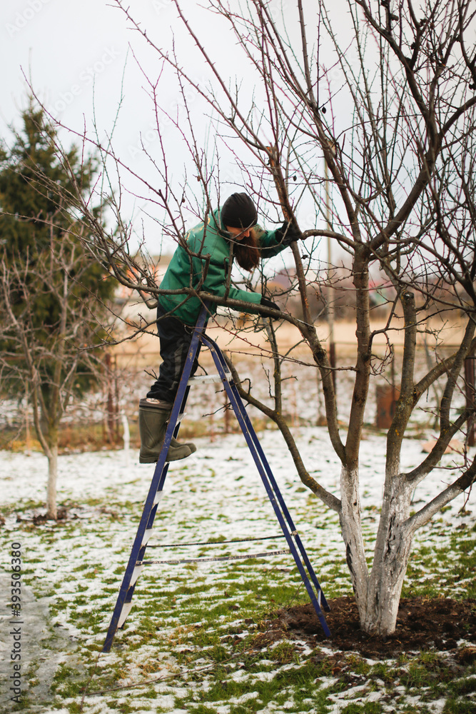 cute caucasian woman gardener pruning apple tree branches with pruning shears standing on stepladder in rubber boots, concept winter spring tree pruning and winter garden care