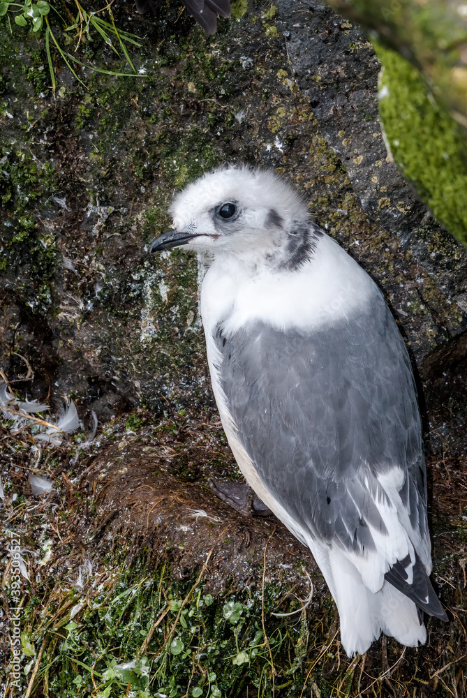 Red-legged Kittiwake (Rissa brevirostris) chick at nest in St. George Island, Pribilof Islands, Alaska, USA Red-legged Kittiwake (Rissa brevirostris) chick at nest in St. George Island, Pribilof Islands, Alaska, USA