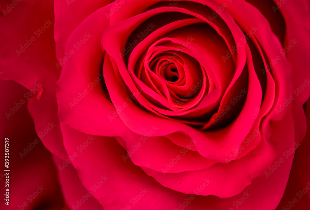 Botanical concept, invitation card - Soft focus, abstract floral background, red rose flower. Macro flowers backdrop for holiday brand design Botanical concept, invitation card - Soft focus, abstract floral background, red rose flower. Macro flowers backdrop for holiday brand design