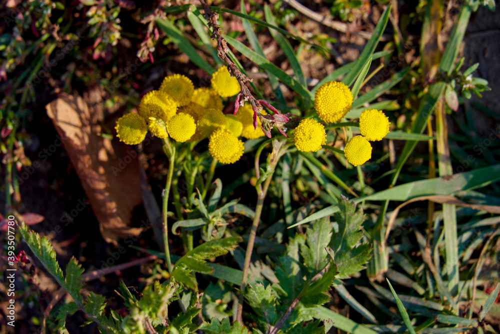 flower navel dyeing yellow meadow flower in autumn flower navel dyeing yellow meadow flower in autumn