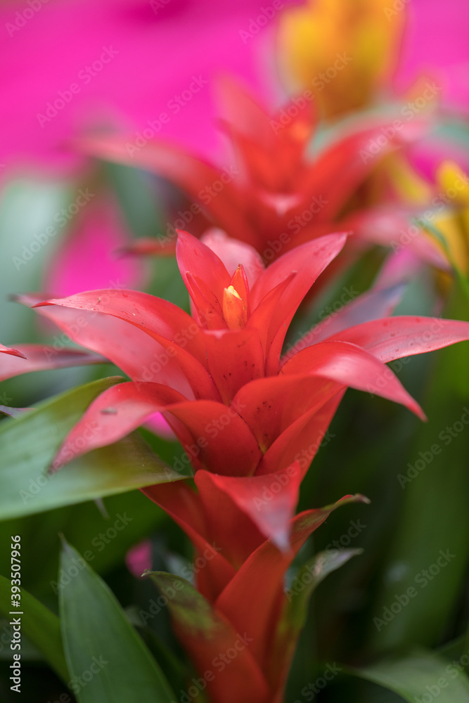 The Red Markle Bromeliaceae Guzmania flower from the heart of the Brazilian rainforest