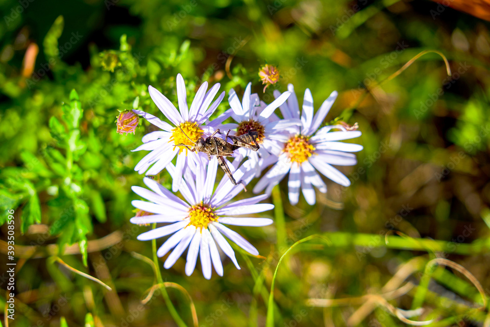 lilac flower of alpine aster