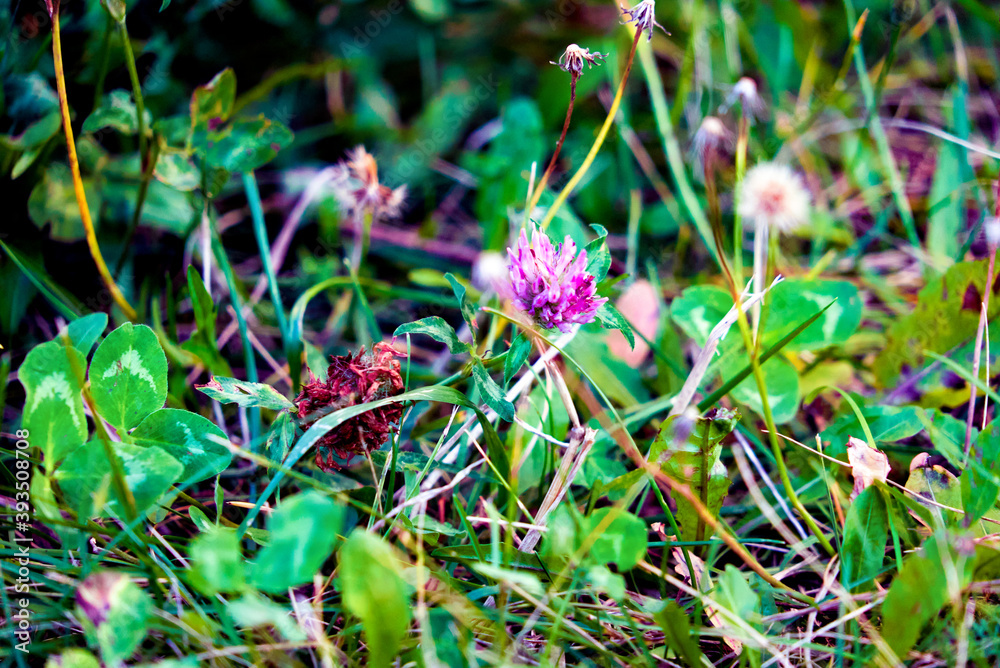 strenuous clover flower among green foliage strenuous clover flower among green foliage