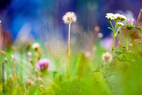 Beautiful flower garden with blooming asters and different flowers in sunlight Blurred background