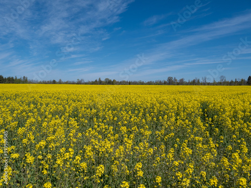 Oilseed rape field with forest on background © photoexpert