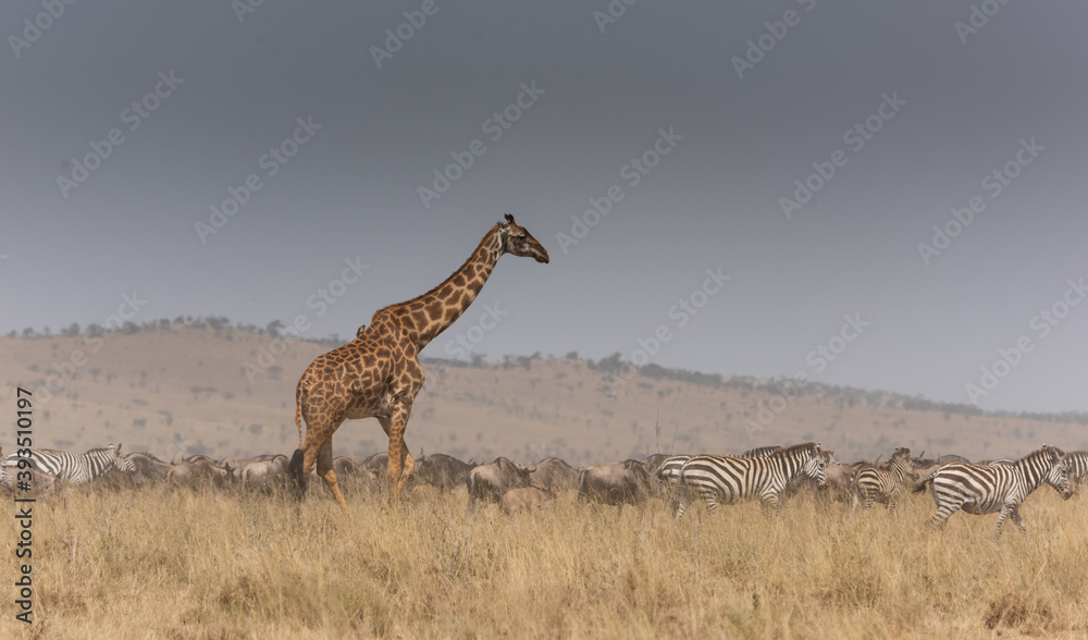 Obraz premium giraffe in the savannah